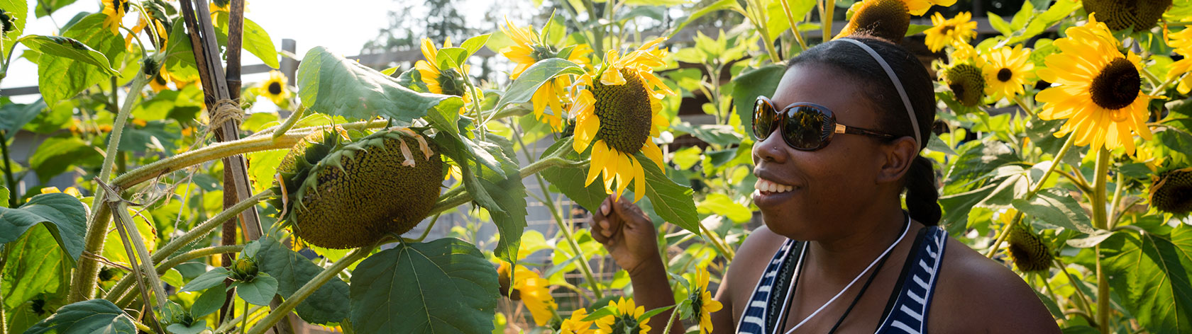 Attendee looking at a sunflower up close